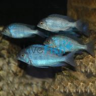 Blue Dolphin