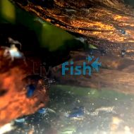 Blue Shrimp - Mixed Grade 1-2cm 