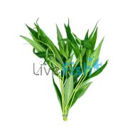 Blue Stricta - Bunch