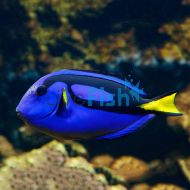 Blue Tang SMALL