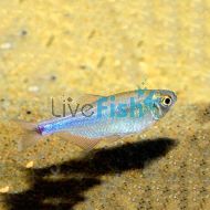 Cochus Blue Tetra