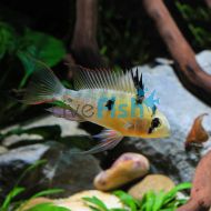 Bolivian Butterfly Cichlid