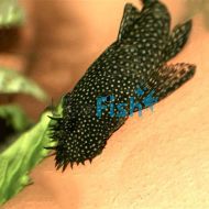 Bristlenose Catfish 