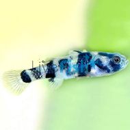 Burmese Spotted Bumble Bee Goby