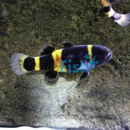 Bumble Bee Goby