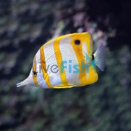 Butterflyfish Copperband TIN