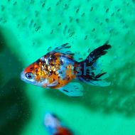 Calico Fantail