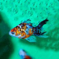 Calico Fantail 
