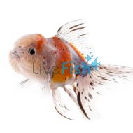 Calico Oranda