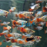 Calico Redtail Blue Platy