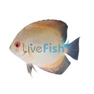 Pigeon Blood Gold Hifin Discus 7cm