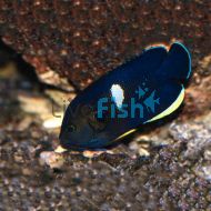 Keyhole Angelfish Centropyge tibicen