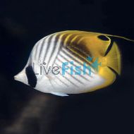 Threadfin Butterflyfish