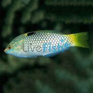 Checkerboard Wrasse Small
