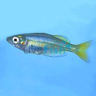 Chequered Rainbow - Melanotaenia splendida tatei