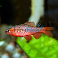 Cherry Barb