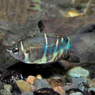 Chocolate Gourami