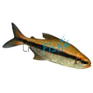 Chocolate Neon Tetra 3cm