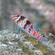 Hawkfish Falco