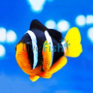 Clarks Clownfish - Indo Pac