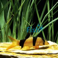 Clown Loach 