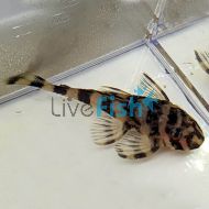 Clown Pleco 