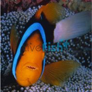 Clownfish Blue Lined