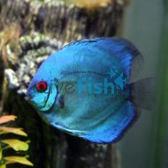 Solid Blue Diamond Discus