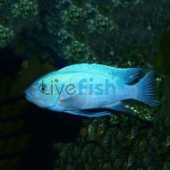 Cobalt Blue Zebra