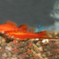 Red Comet Swordtail 