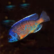 Red Fin Kadango