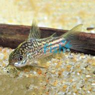 Corydoras Elegans