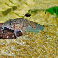 Corydoras Punctatus