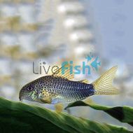Corydoras Similis