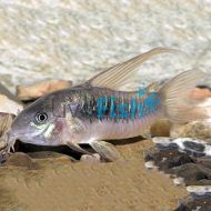 Bronze Longfin Corydoras
