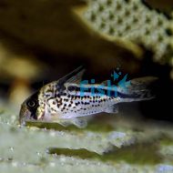 Corydoras Loxozonus	- Wild