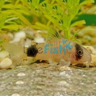 Corydoras Panda