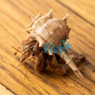 Crab Land Hermit (Trop) 