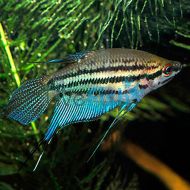 Croaking Gourami - Trichopsis vittatus