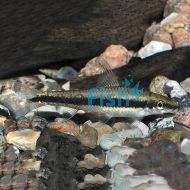 Siamese Flying Fox - Algae Eater