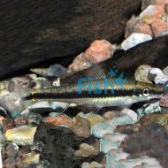 Siamese Flying Fox - Algae Eater 