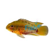 Apistogramma Hongsloi