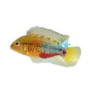 Apistogramma hongsloi