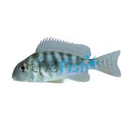 Geophagus Altifrons