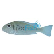 Geophagus winemilleri