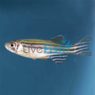 Zebra Danio