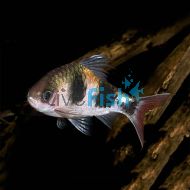 Puntius arulius	