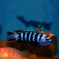 Pseudotropheus Demasoni	