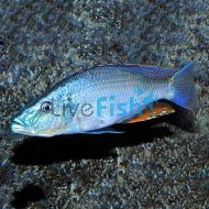 Dimidiochromis compressiceps