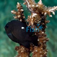 Damselfish Domino 